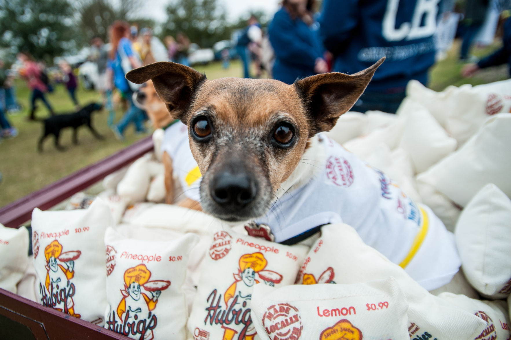 NO.petfest.021119.13.jpg